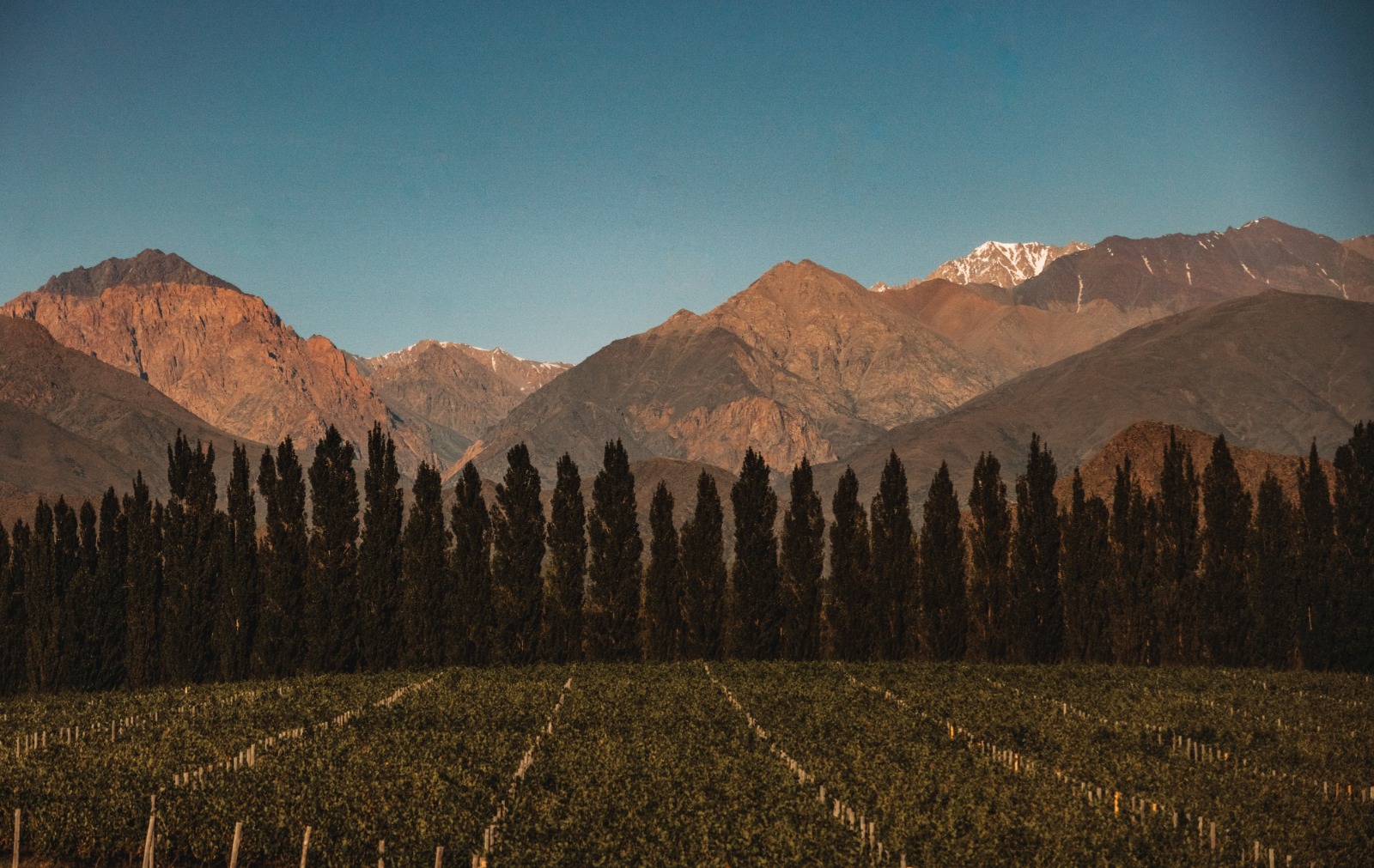 Alpasión: quando a paixão pelo vinho cruza fronteiras e floresce no Vale do Uco
