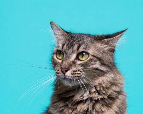 Iniciativas têm a missão de valorizar tutores e felinos e gerar aproximação